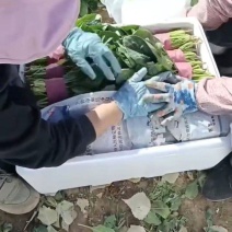 精品菠菜