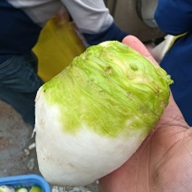 大量供应机洗大头菜泥大头菜