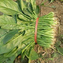 菠菜