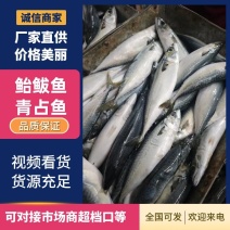 鲐鲅鱼鲅鱼今年鲜货大量批发整车走货实地采购