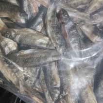 溪石斑鱼干