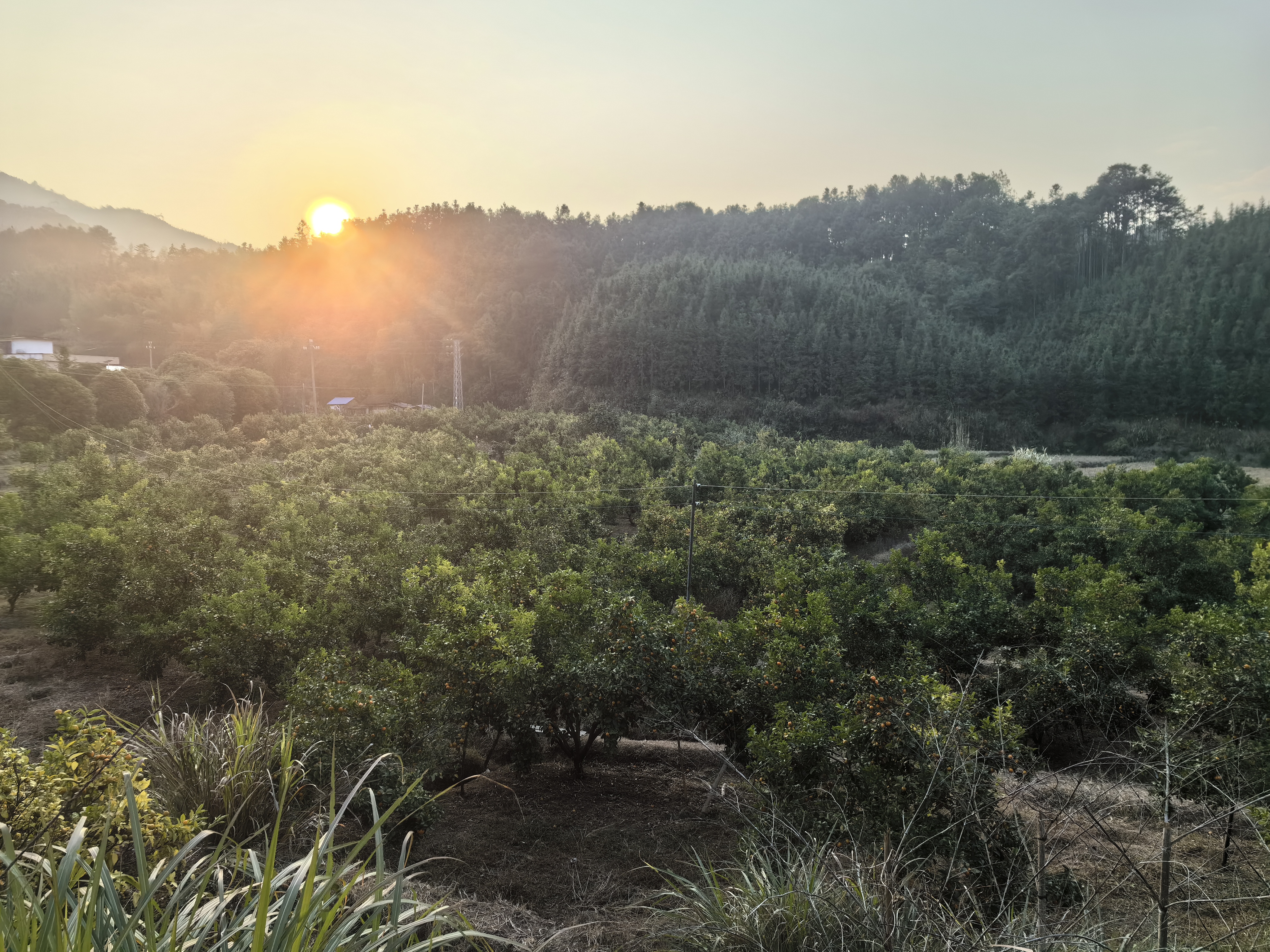 沙糖桔果园场景