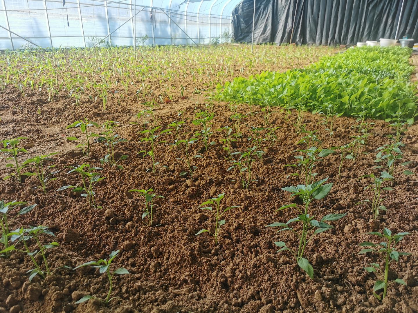 展示不同高度的尖椒植株,背景为温室大棚内环境 尖椒植株生长状态
