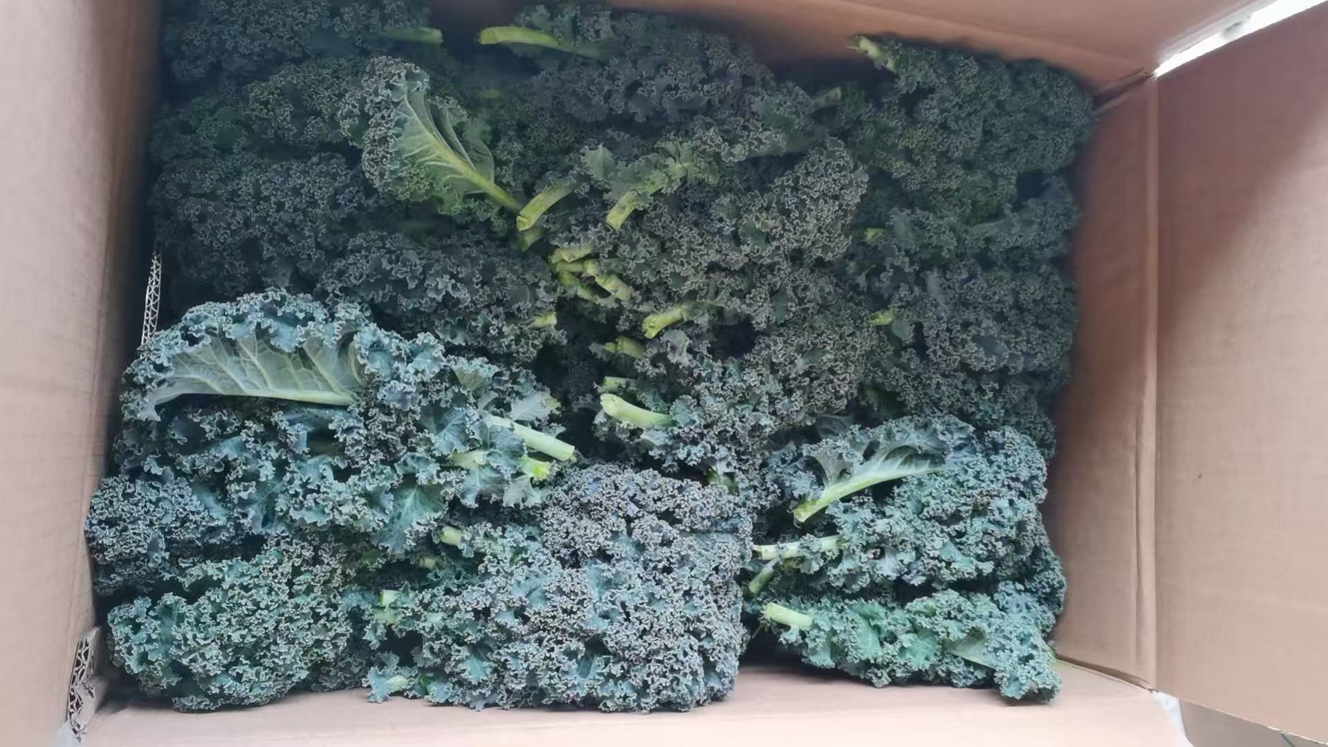 超市货架上的羽衣甘蓝包装产品