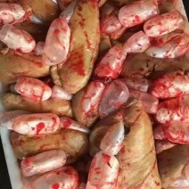 精品鲤鱼籽，白莲鱼籽