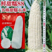 中苗鲜甜糯88玉米种子春秋白色大田糯玉米大棒鲜食糯玉米种