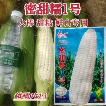 密甜糯1号玉米种子白色鲜食糯玉米种子甜糯北方玉米种籽甜糯