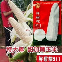 鲜甜糯911甜加糯玉米种籽孑春季秋季大田高产非转基因白玉