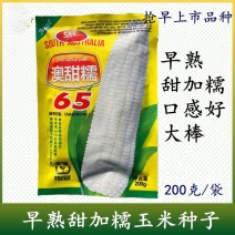 澳甜糯65糯玉米种子籽特早熟65天上市大棒甜糯苞谷糯玉