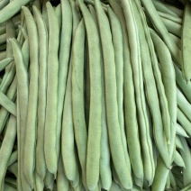 四季豆大量上市，市场货、电商货，大量有货。