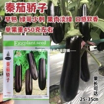 秦茄骄子绿长茄种子早熟绿萼黑亮绿肉茄子种子春夏秋四季高产