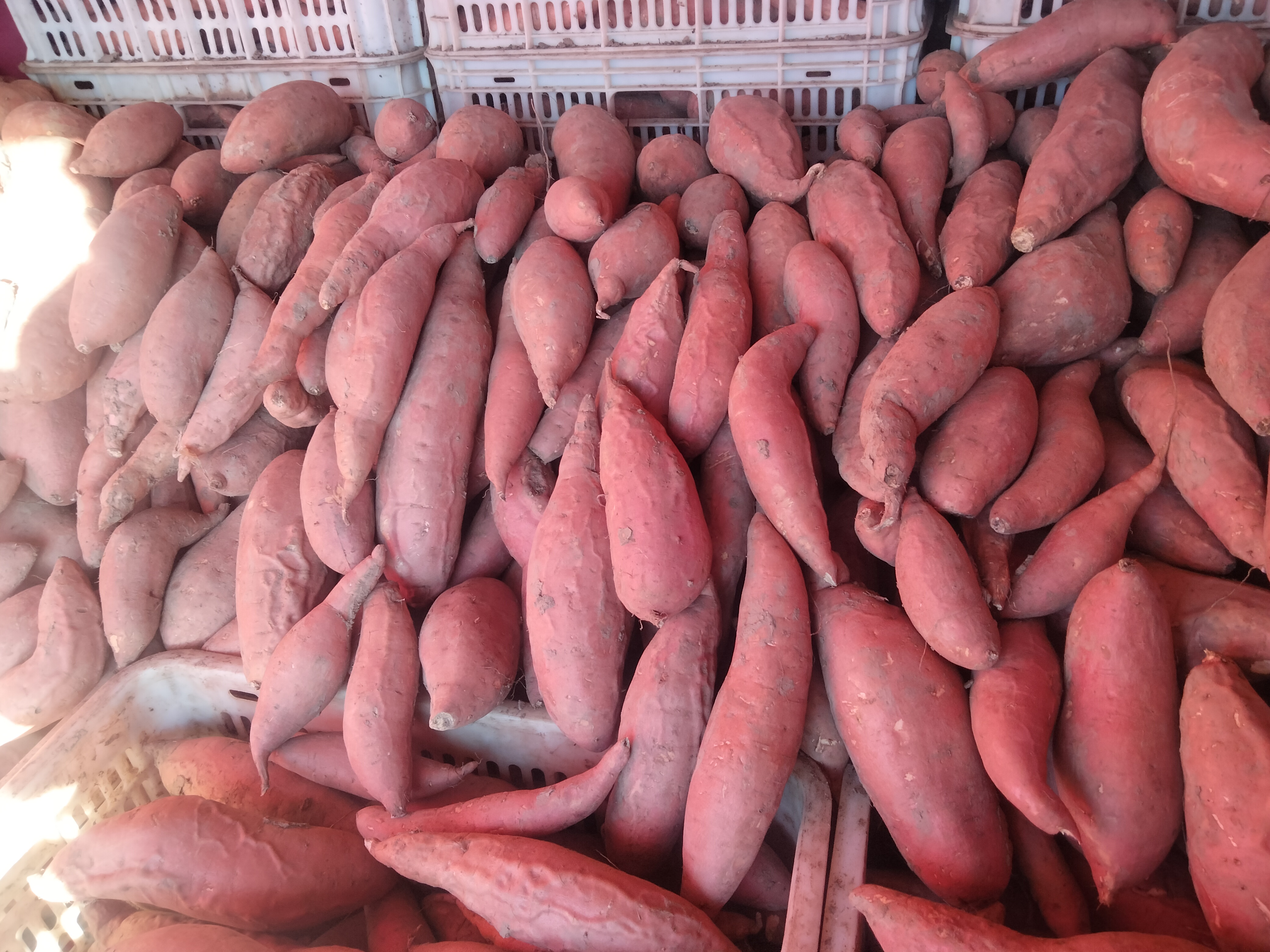 一位家庭主妇正在厨房蒸制烟薯，锅盖微开冒出热气，案板上有切好的烟薯块，旁边放着营养标签卡片