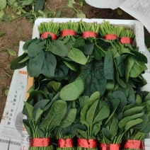 聊城菠菜香菜