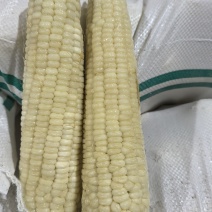 【推荐】精品玉米棒糯玉米口感好一手货源欢迎致电合作