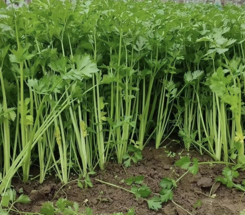 一株新鲜的皱叶香芹,叶片呈深绿色、卷曲状,生长在湿润土壤中,阳光照射下叶面有轻微反光,背景为田园菜园环境,突出其自然种植场景 香芹植株特写