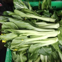 迟菜心