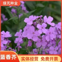 蓝香芥种子四季易种新种子发芽率高道路阳台庭院花海