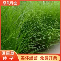 优质草坪种子弯叶画眉草种子公路护坡草坪河岸护堤耐寒耐旱