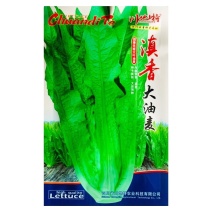 滇香大油麦菜种子耐热耐寒抗病无斑香甜油麦菜种子清甜脆嫩无
