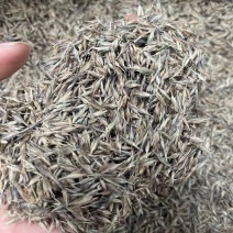 紫穗狼尾草种子厂家货源批发价格价格便宜全国发货欢迎下单