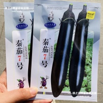 秦茄7号长茄种子黑长茄种子杂交墨黑光亮粗棒春秋季黑亮茄子