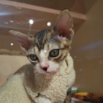宠物猫