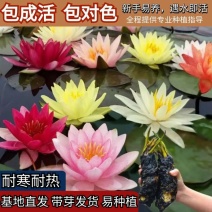 大睡莲根块四季水生花卉植物水培碗莲荷花睡莲种苗颜色齐全
