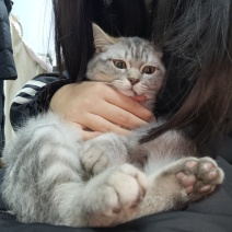 虎斑妹妹，两个多月了打了两针，一月八号可以打第三针