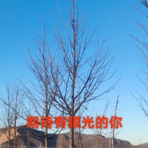 椴树