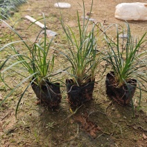 麦冬草麦冬地被小苗福建漳州苗木基地