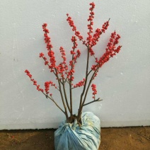 北美冬青盆栽带红果年宵花桌面组合盆景室内客厅绿植物喜庆吉