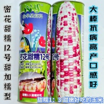 密花甜糯12号彩甜糯玉米种子绿皮大棒甜加糯鲜食玉米种国审