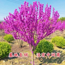 紫荆树苗紫荆小苗紫荆苗紫荆花树苗庭院室外满条红四季风景
