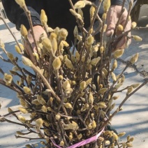 红玉兰枝条，紫玉兰切花，玉兰插花，产地直供，红玉兰鲜切枝