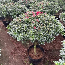 大规格。精品杜鹃花。