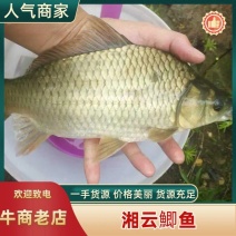 《精品》垂钓湘云鯽中科先科基地批发包运输货到付款