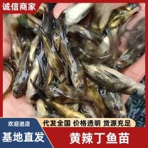精品黄颡鱼苗产地直供四川黄辣丁苗提供养殖技术包运输