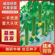 湘研中棒绿皮丝瓜种子芽率高条形好抗性强！