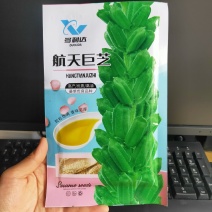 航天巨芝白芝麻种子香味浓郁中早熟春夏均可播种抗重茬耐旱