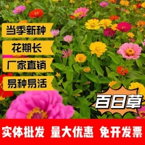 百日草厂家货源批发价格全国发货价格便宜欢迎下单咨询