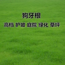 狗牙根草籽矮生百慕大纯进口草坪种子耐践踏免修剪护坡固土
