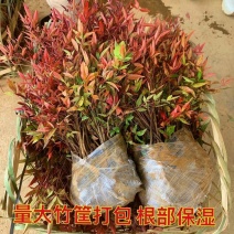 火焰南天竹红天竹树苗南北方地栽盆栽苗耐旱耐寒植物四季好养