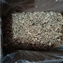 焦作怀庆府特产菊花可药用大量有货价格优惠量大从优
