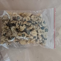 怀菊花零售批发都能走批发价更优口感好货精品优选