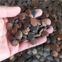 紫藤种子爬藤花卉植物紫藤花种籽室外庭院耐寒四季易活盆栽