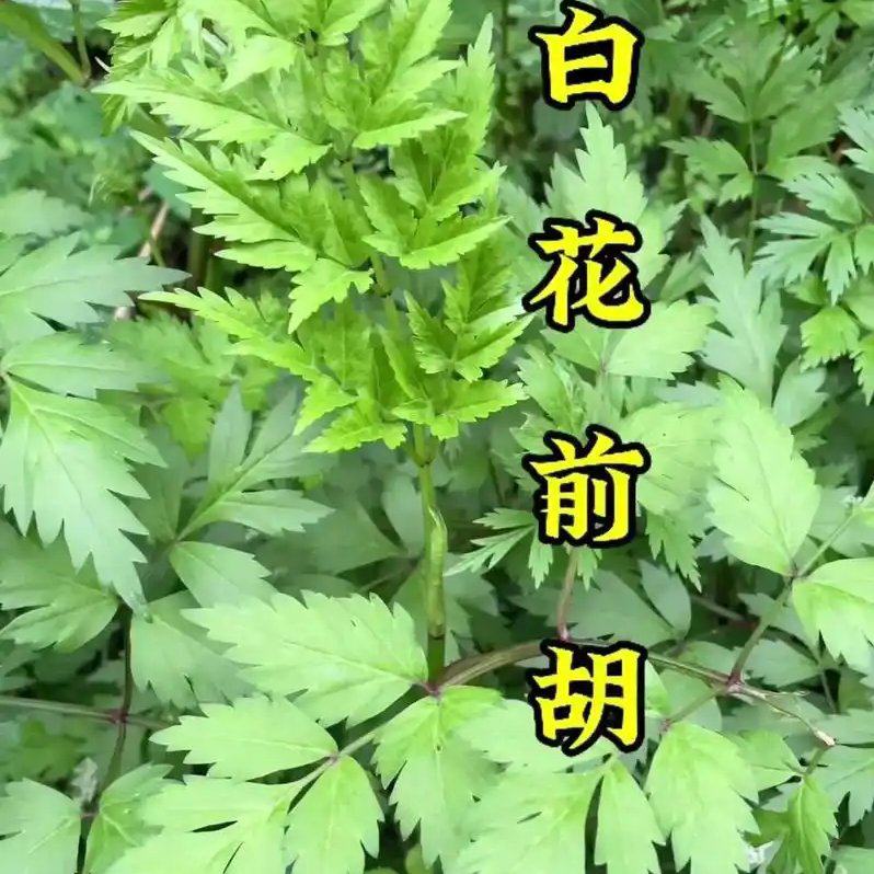 [前胡批发]贵州遵义汇川区前胡 26.00元/公斤前胡，干货前胡 _ 一亩田