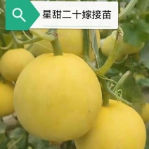 星甜二十星甜金冠星甜二十四甜瓜嫁接苗基地直发