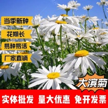 大滨菊厂家货源批发价格全国发货价格便宜欢迎下单咨询