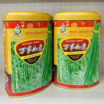 万事如意豇豆种子长豆角种籽早熟高产耐热耐湿翠绿厚肉长豇豆
