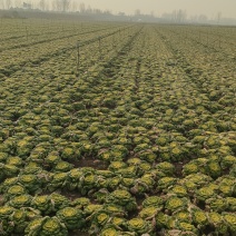 精品黄心乌塌菜100亩基地直发